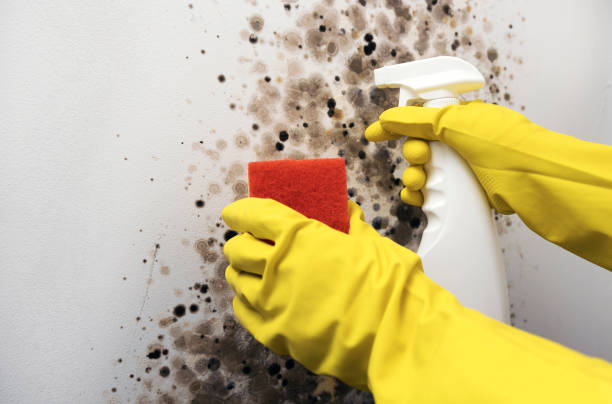 Best Certified Mold Removal  in USA